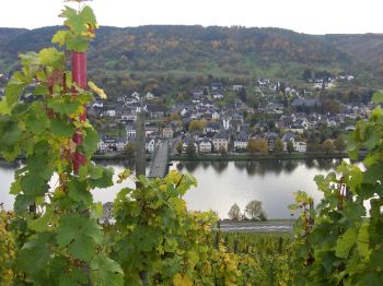 Foto: Blick aus einem Weinberg ber die Mosel auf den Ort Wehlen